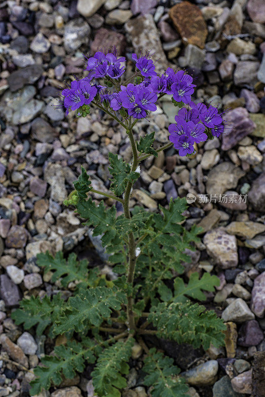 紫檀(Phacelia crenulata)是紫檀科琉璃苣科的一种开花植物。常称有圆齿月牙、锯齿叶天蝎草、锯齿叶月牙、裂叶野天蓼、天蓼月牙，产于死亡谷